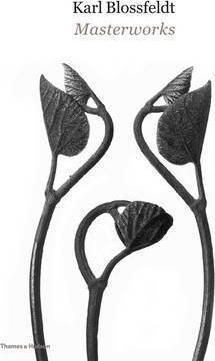 Obrázok Karl Blossfeldt: Masterworks