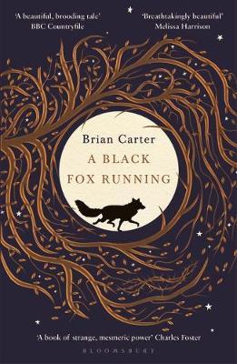 Obrázok A Black Fox Running