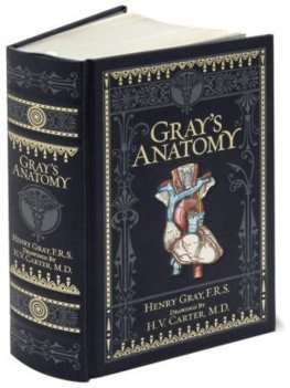 Obrázok Grays Anatomy