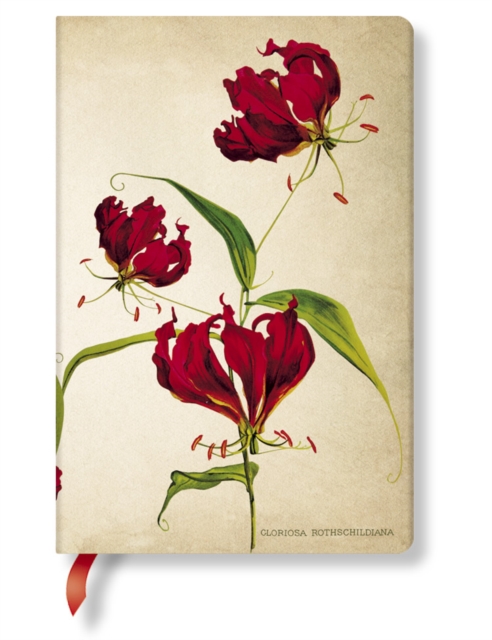 Obrázok Gloriosa Lily Mini LIN