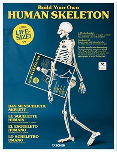 Obrázok Skeleton