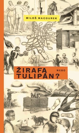 Obrázok Žirafa nebo tulipán 