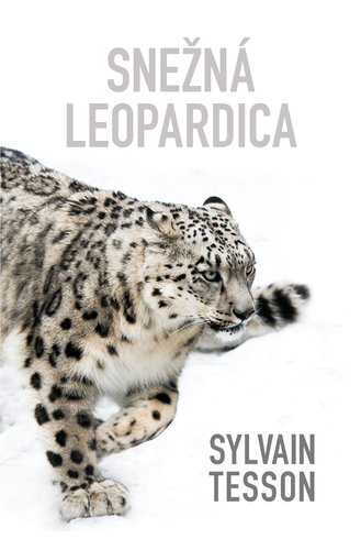 Obrázok Snežná leopardica