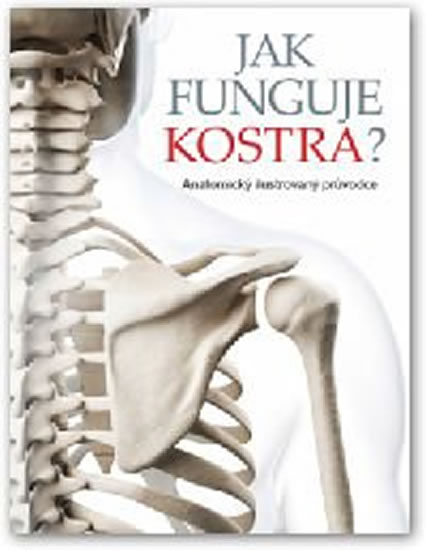 Obrázok Jak funguje kostra?
