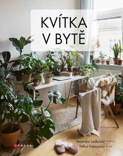 Obrázok Kvítka v bytě