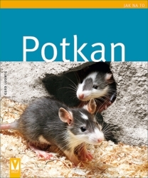 Obrázok Potkan