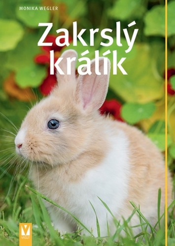 Obrázok Zakrslý králík